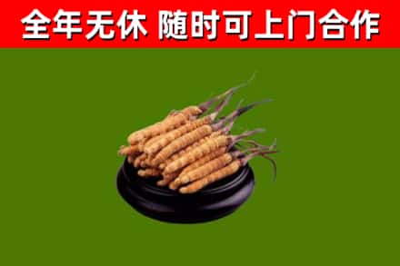 让胡路烟酒回收冬虫夏草.jpg